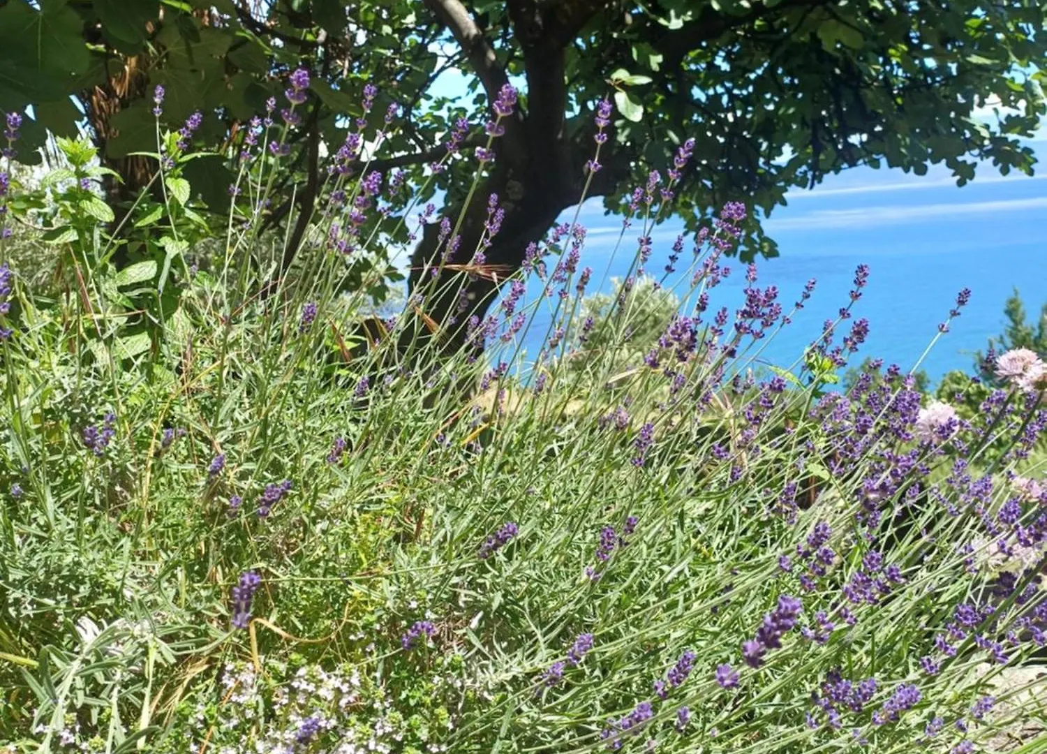 Romantisches Steinhaus Salvia Im Cottage Filipasi Moscenicka Draga Holiday home